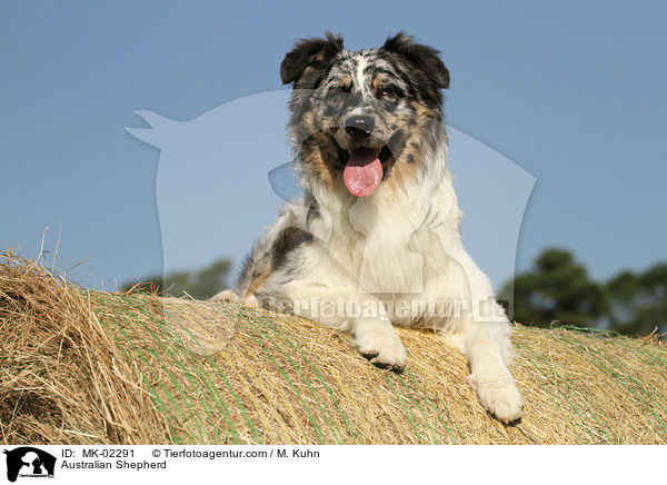 Australian Shepherd / Australian Shepherd / MK-02291