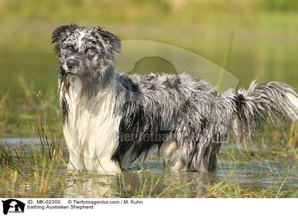 badender Australian Shepherd / bathing Australian Shepherd / MK-02300