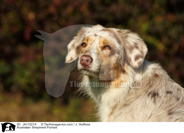 Australian Shepherd Portrait / Australian Shepherd Portrait / JH-10214