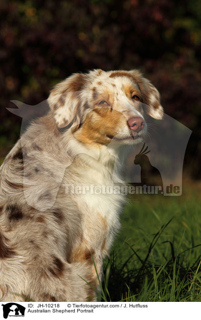 Australian Shepherd Portrait / Australian Shepherd Portrait / JH-10218