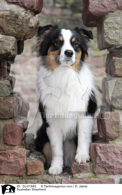 Australian Shepherd / Australian Shepherd / DJ-01880