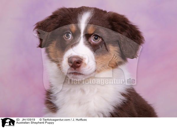 Australian Shepherd Welpe / Australian Shepherd Puppy / JH-10919