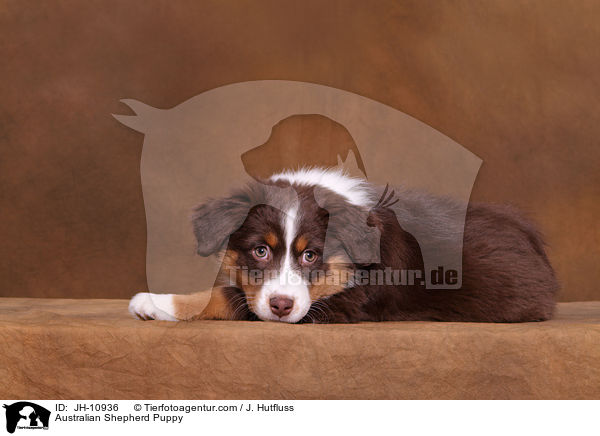 Australian Shepherd Welpe / Australian Shepherd Puppy / JH-10936
