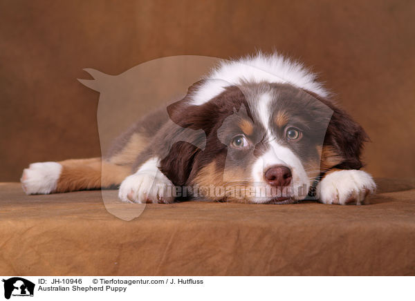Australian Shepherd Welpe / Australian Shepherd Puppy / JH-10946