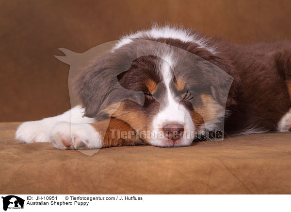 Australian Shepherd Welpe / Australian Shepherd Puppy / JH-10951