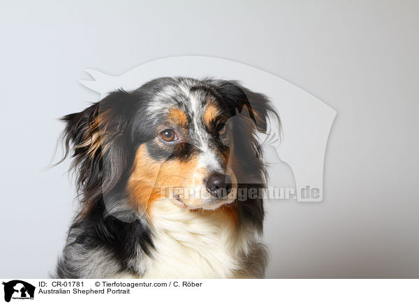 Australian Shepherd Portrait / Australian Shepherd Portrait / CR-01781