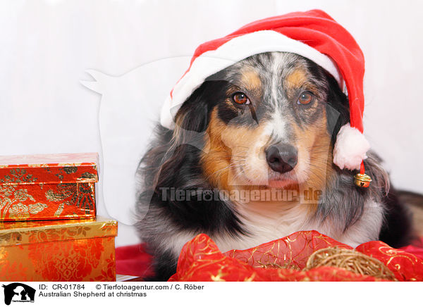 Australian Shepherd zu Weihnachten / Australian Shepherd at christmas / CR-01784