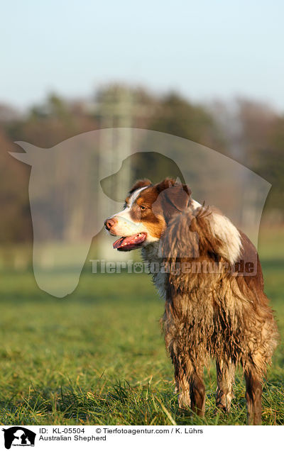 Australian Shepherd / Australian Shepherd / KL-05504