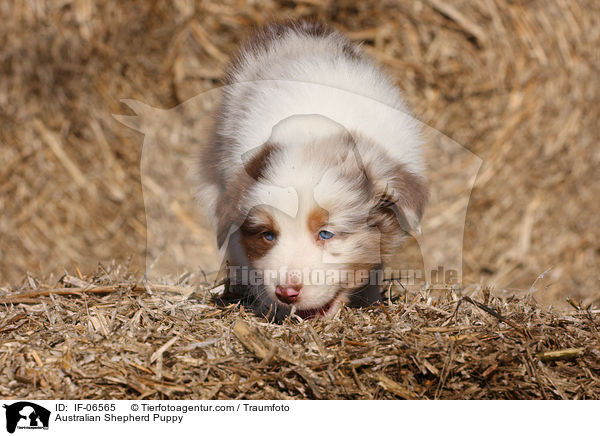 Australian Shepherd Welpe / Australian Shepherd Puppy / IF-06565