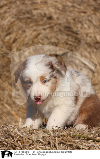 Australian Shepherd Welpe / Australian Shepherd Puppy / IF-06566