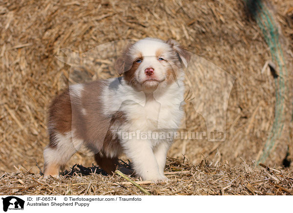 Australian Shepherd Welpe / Australian Shepherd Puppy / IF-06574