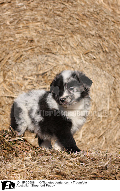 Australian Shepherd Welpe / Australian Shepherd Puppy / IF-06588