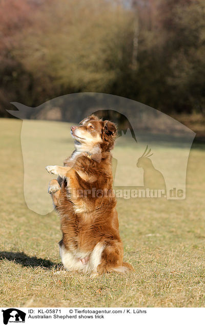 Australian Shepherd macht Mnnchen / Australian Shepherd shows trick / KL-05871