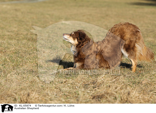 Australian Shepherd / Australian Shepherd / KL-05874
