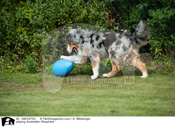 spielender Australian Shepherd / playing Australian Shepherd / AM-02793