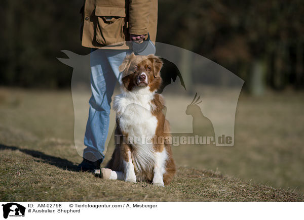 kranker Australian Shepherd / ill Australian Shepherd / AM-02798