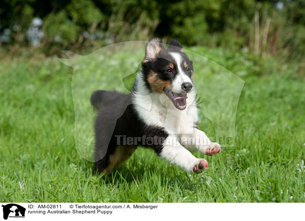 rennender Australian Shepherd Welpe / running Australian Shepherd Puppy / AM-02811