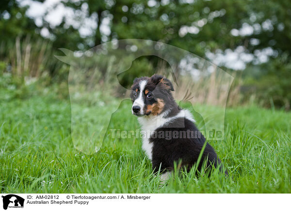 Australian Shepherd Welpe / Australian Shepherd Puppy / AM-02812
