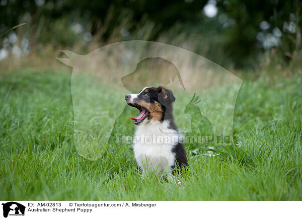 Australian Shepherd Welpe / Australian Shepherd Puppy / AM-02813