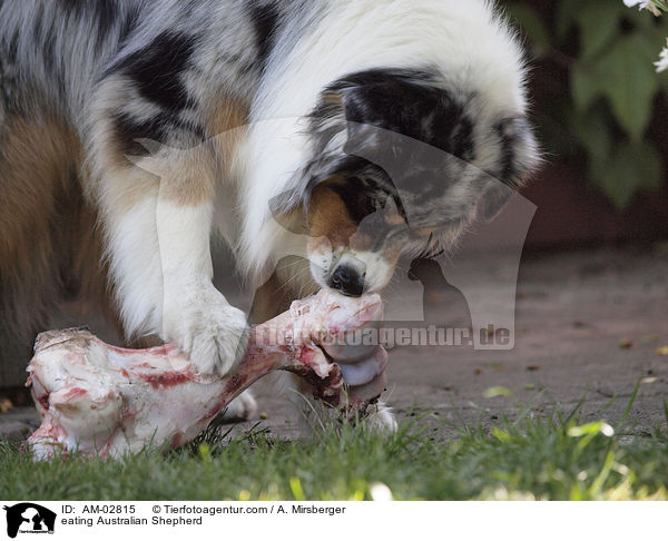 Australian Shepherd beim Fressen / eating Australian Shepherd / AM-02815