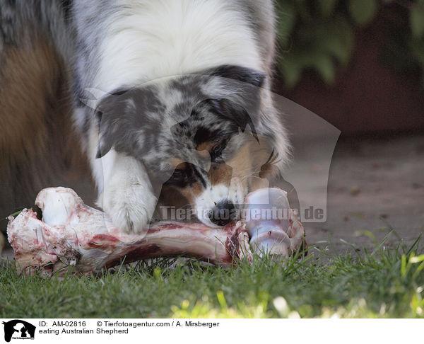 Australian Shepherd beim Fressen / eating Australian Shepherd / AM-02816