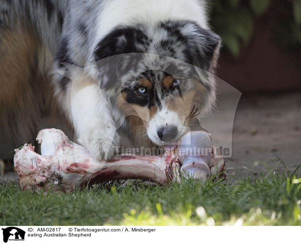 Australian Shepherd beim Fressen / eating Australian Shepherd / AM-02817