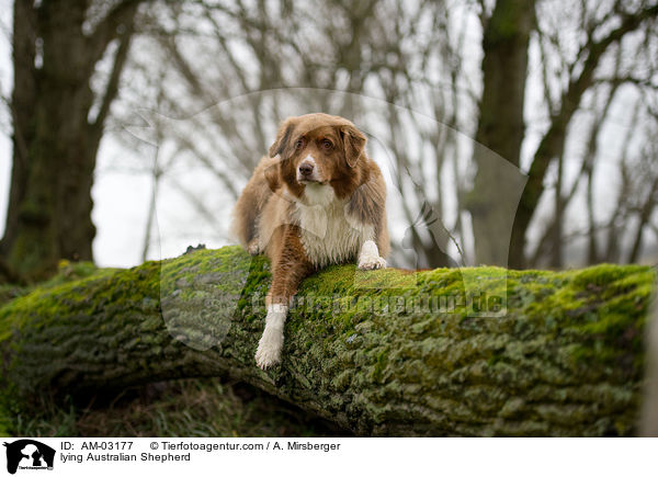 liegender Australian Shepherd / lying Australian Shepherd / AM-03177