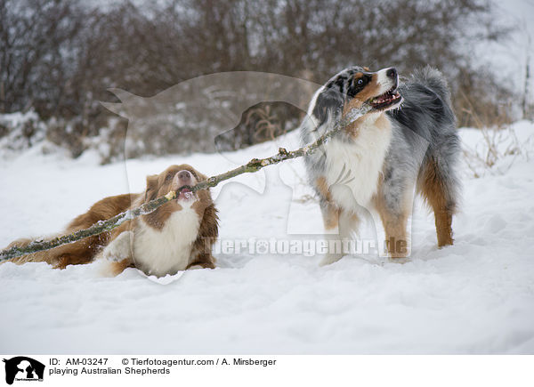 spielende Australian Shepherds / playing Australian Shepherds / AM-03247