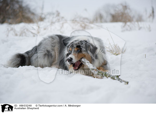 Australian Shepherd kaut stock / Australian Shepherd / AM-03248