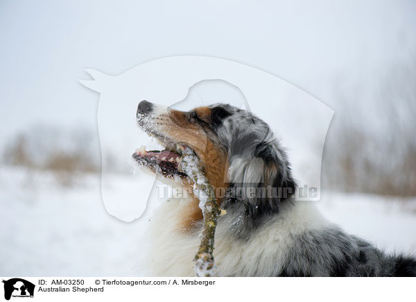 Australian Shepherd kaut stock / Australian Shepherd / AM-03250