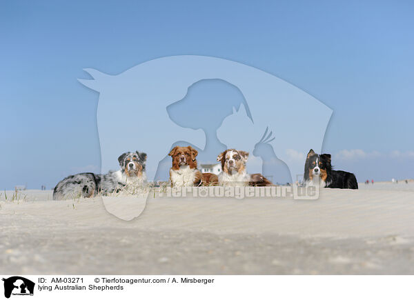 liegende Australian Shepherds / lying Australian Shepherds / AM-03271