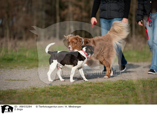 2 Hunde / 2 dogs / AM-03284