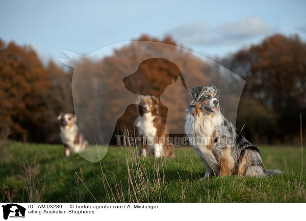 sitzende Australian Shepherds / sitting Australian Shepherds / AM-03289