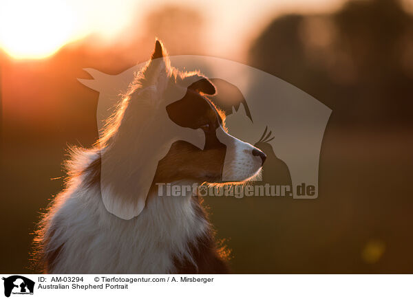 Australian Shepherd Portrait / Australian Shepherd Portrait / AM-03294