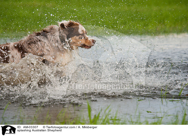 planschender Australian Shepherd / splashing Australian Shepherd / AM-03307