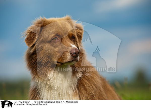 Australian Shepherd Portrait / Australian Shepherd Portrait / AM-03321