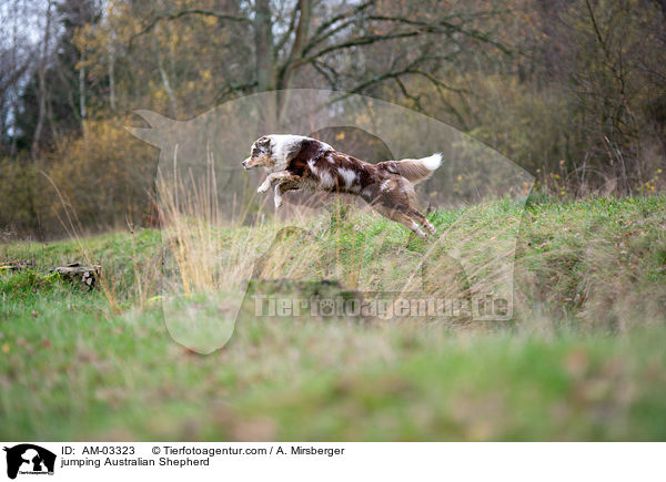 springender Australian Shepherd / jumping Australian Shepherd / AM-03323