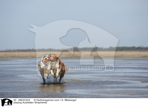 spielende Australian Shepherds / playing Australian Shepherds / AM-03324