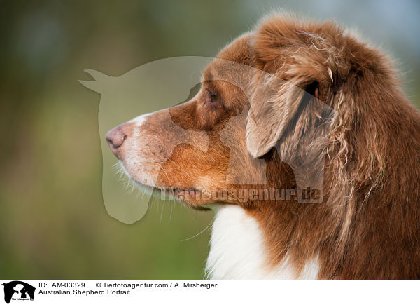 Australian Shepherd Portrait / Australian Shepherd Portrait / AM-03329