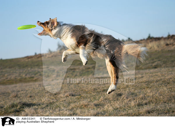 spielender Australian Shepherd / playing Australian Shepherd / AM-03341