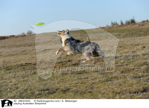 spielender Australian Shepherd / playing Australian Shepherd / AM-03344