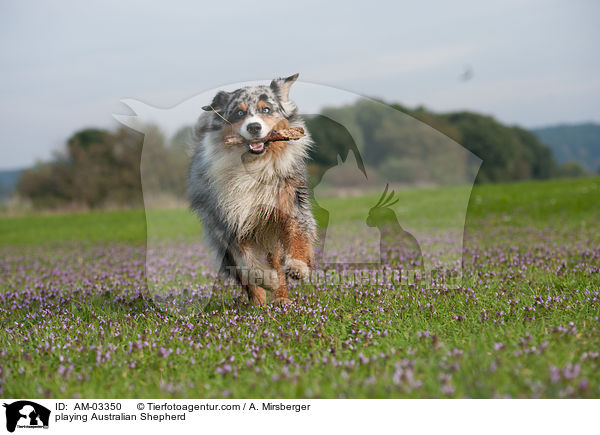 spielender Australian Shepherd / playing Australian Shepherd / AM-03350