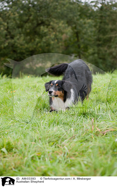 Australian Shepherd / Australian Shepherd / AM-03393