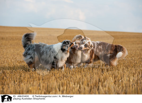 spielende Australian Shepherds / playing Australian Shepherds / AM-03400