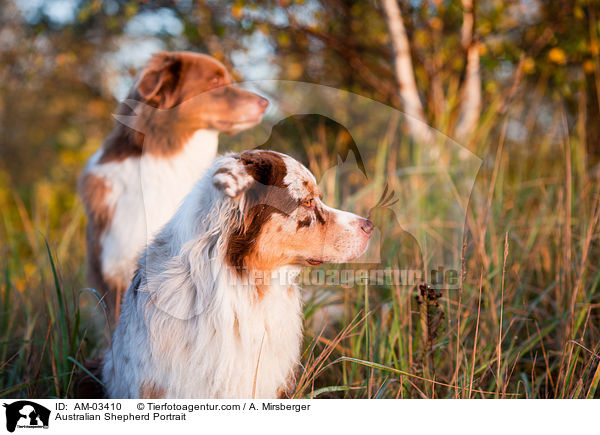 Australian Shepherd Portrait / Australian Shepherd Portrait / AM-03410