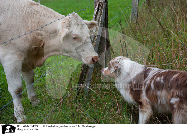 Tierbegegnung / dog and cattle / AM-03423