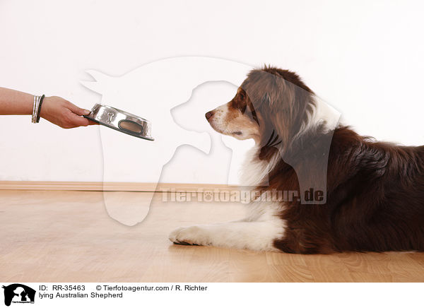liegender Australian Shepherd / lying Australian Shepherd / RR-35463
