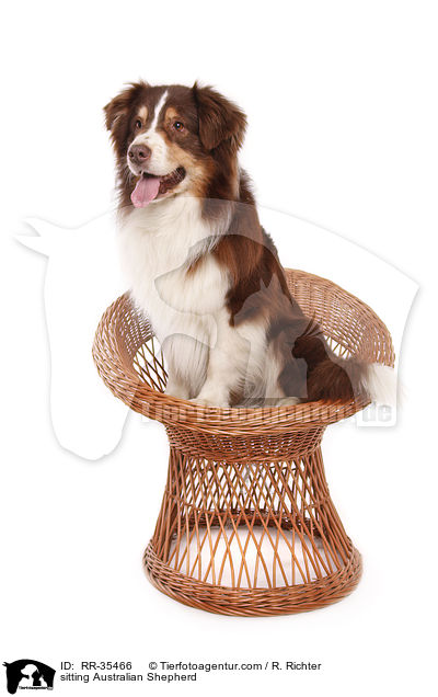 sitzender Australian Shepherd / sitting Australian Shepherd / RR-35466