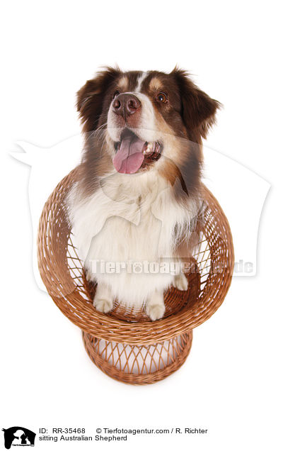 sitzender Australian Shepherd / sitting Australian Shepherd / RR-35468