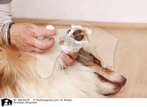 Australian Shepherd / Australian Shepherd / RR-35479